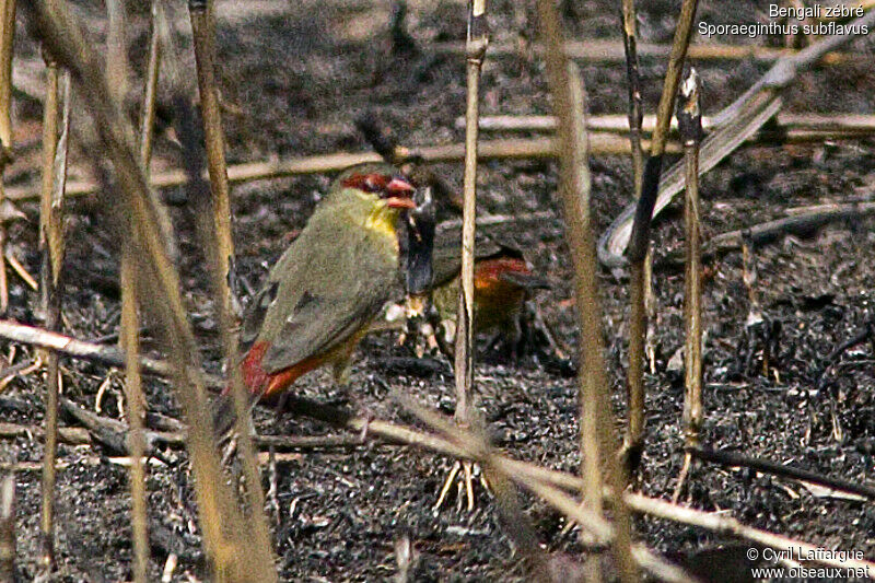 Bengali zébréadulte, identification