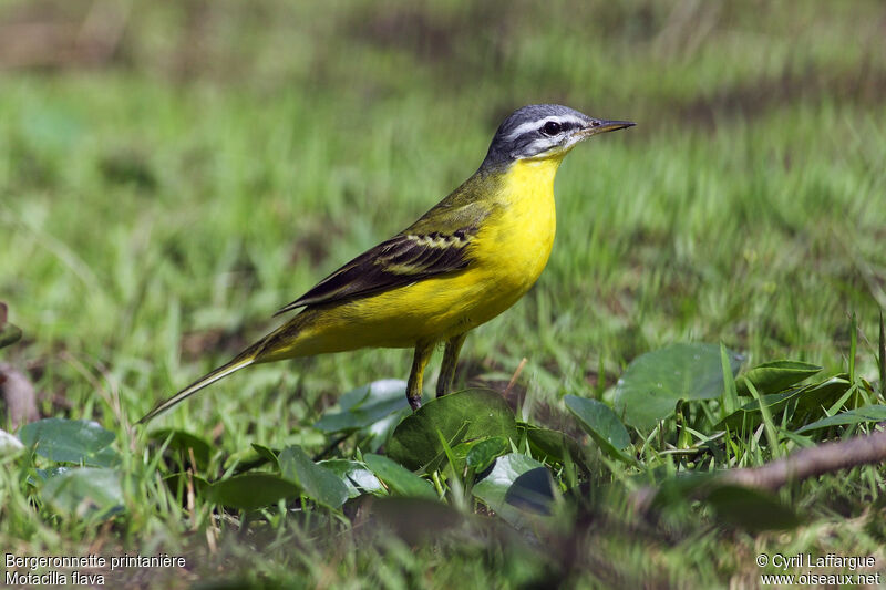 Western Yellow Wagtail