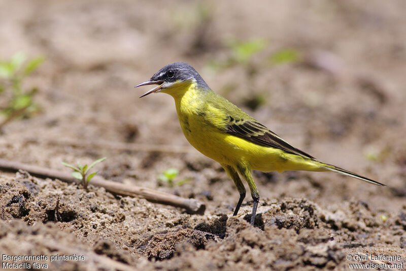 Western Yellow Wagtail