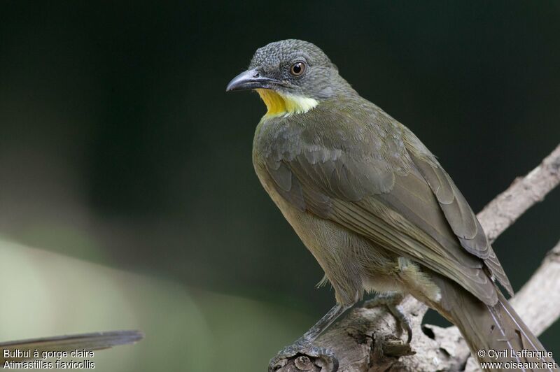 Bulbul à gorge claireadulte, identification