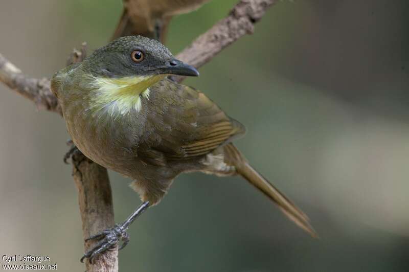 Bulbul à gorge claireadulte, portrait