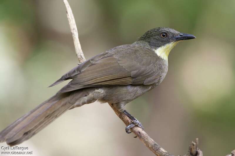 Bulbul à gorge claireadulte, pigmentation