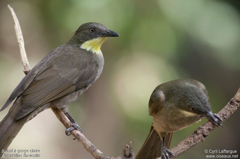 Bulbul à gorge claireadulte, identification