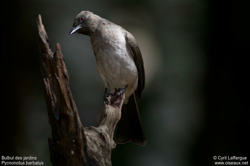 Bulbul des jardinsadulte, identification