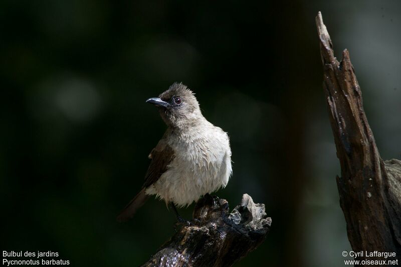 Common Bulbul, identification