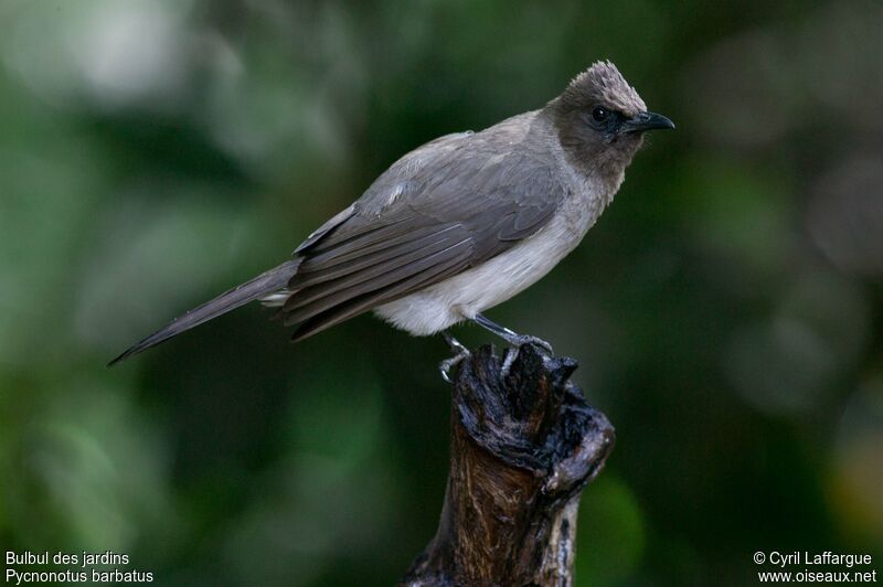 Bulbul des jardinsadulte, identification