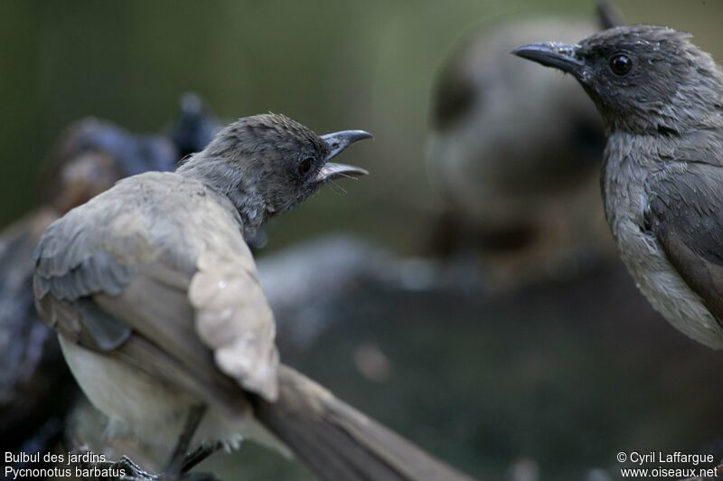 Bulbul des jardinsimmature, identification