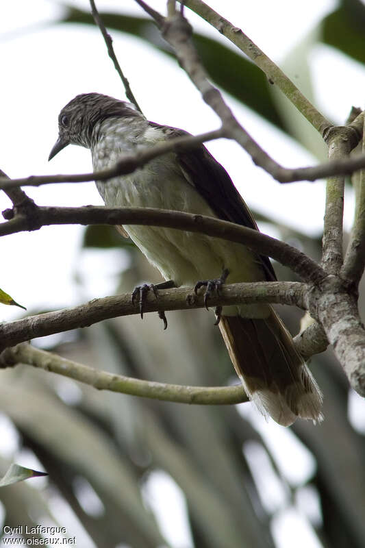 Swamp Palm Bulbul, identification