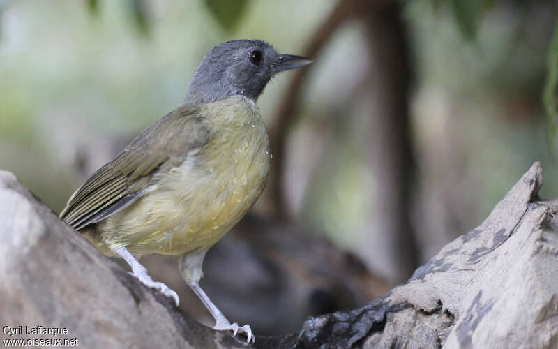 Bulbul fourmilier, identification