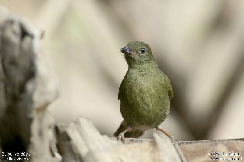 Bulbul verdâtreadulte, identification