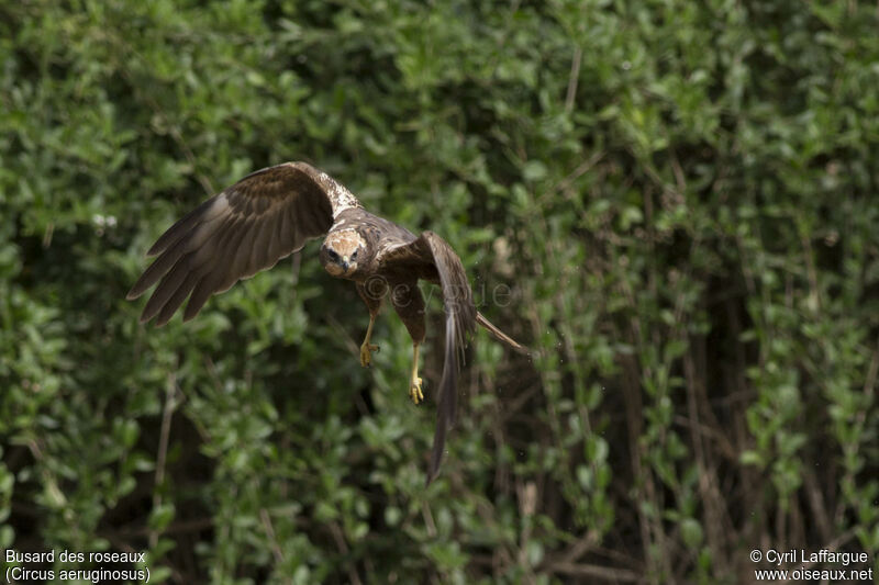 Western Marsh Harrier