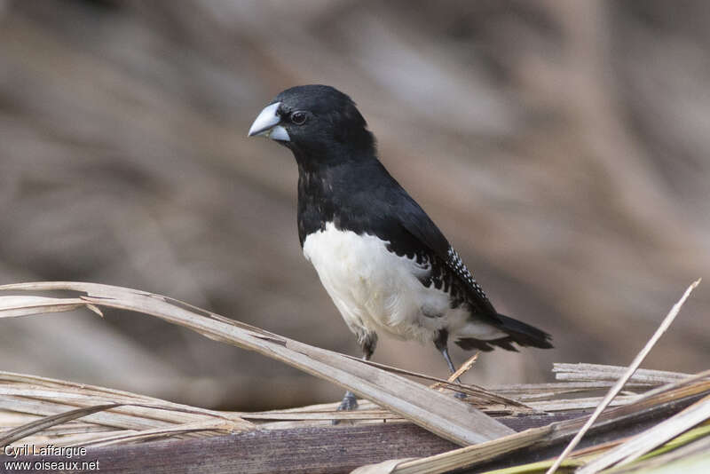 Black-and-white Mannikinadult, identification