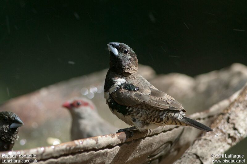 Bronze Mannikin male adult, identification