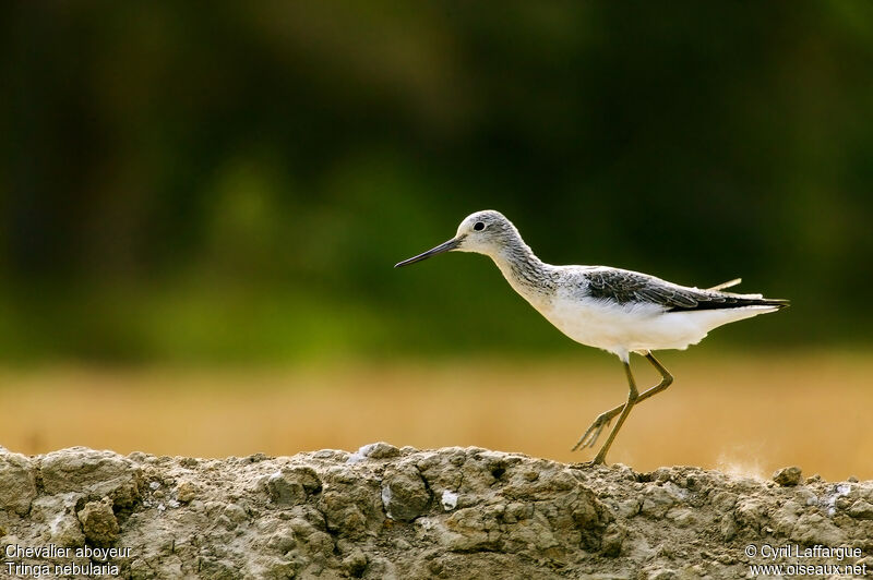 Common Greenshank