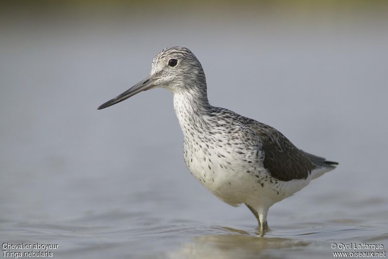 Common Greenshank, identification