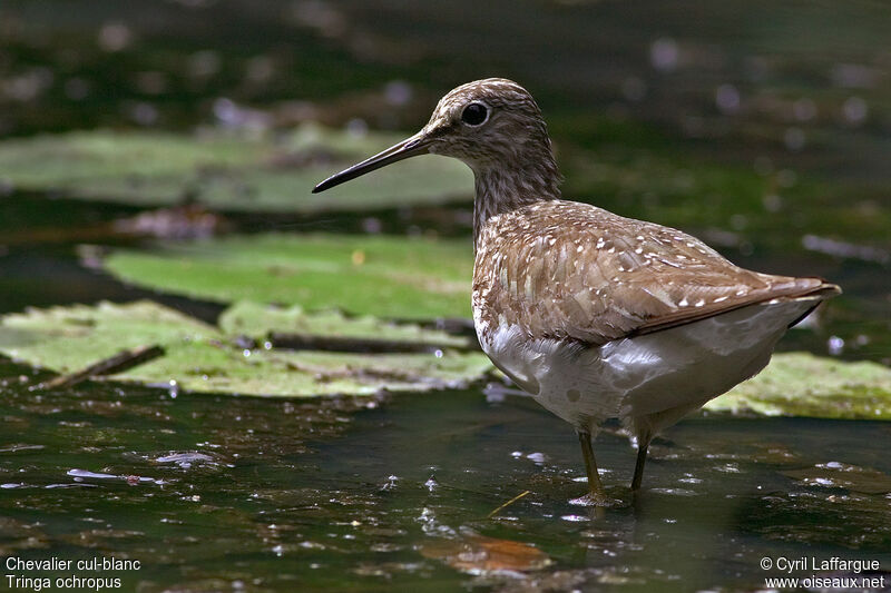 Green Sandpiper