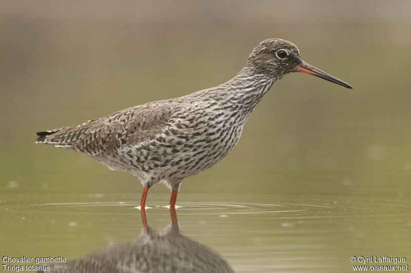 Common Redshankadult, identification