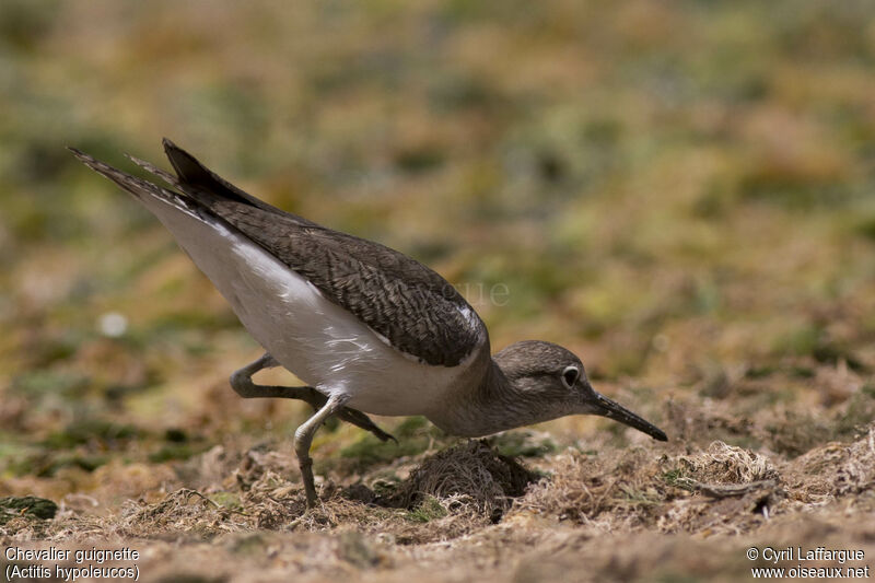 Common Sandpiper