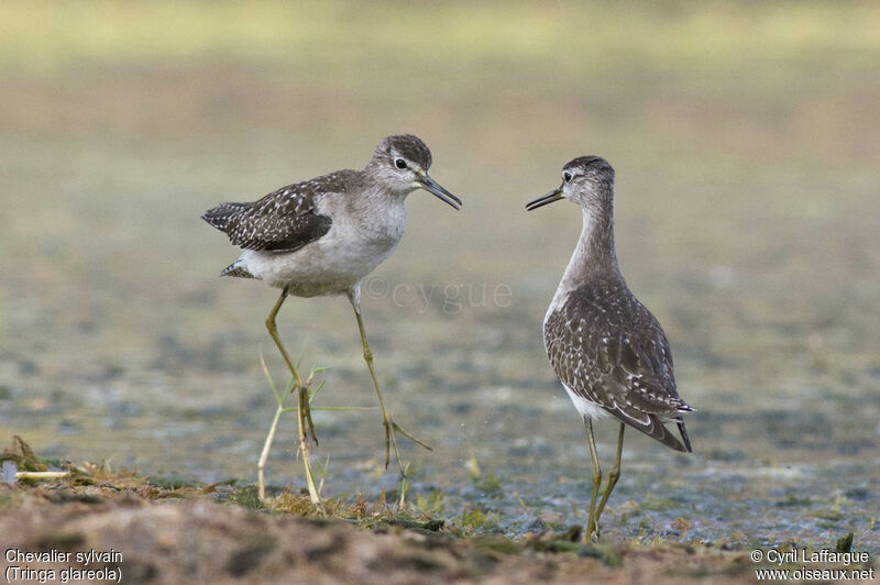 Wood Sandpiper