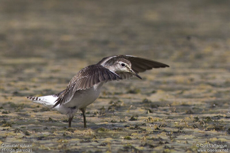 Wood Sandpiper