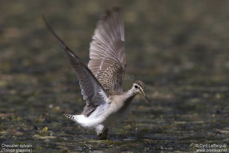 Wood Sandpiper