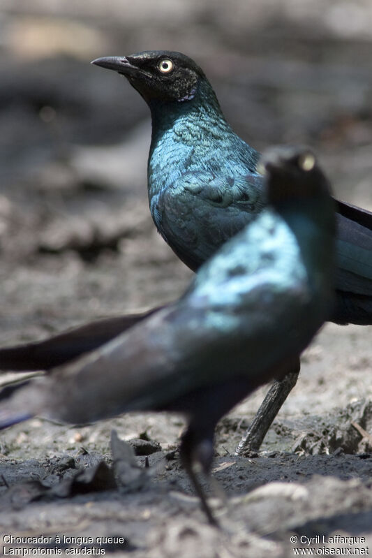 Long-tailed Glossy Starlingadult, identification