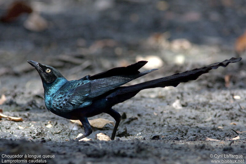 Long-tailed Glossy Starling, identification