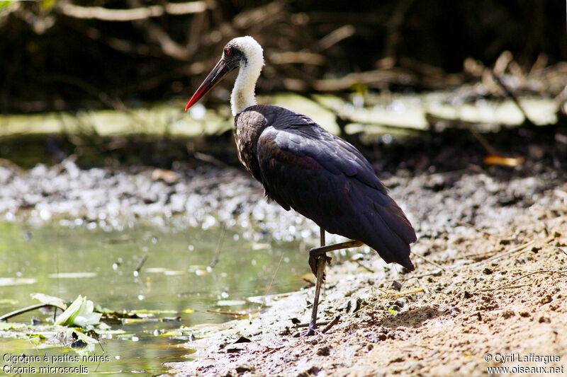 Cigogne à pattes noires