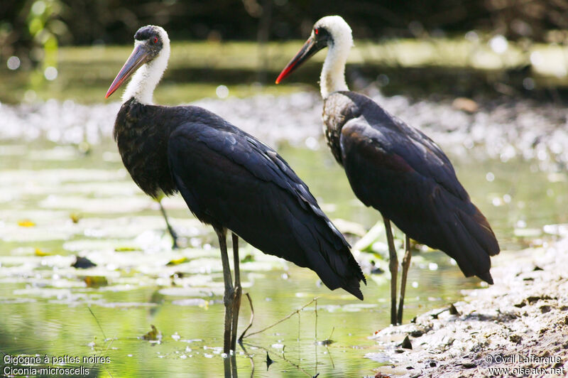 Cigogne à pattes noires