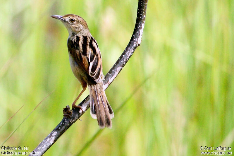 Winding Cisticola