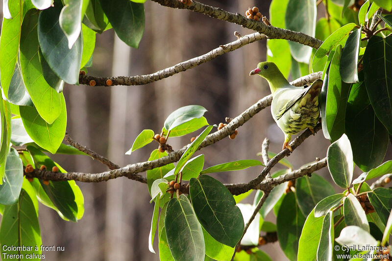 African Green Pigeon