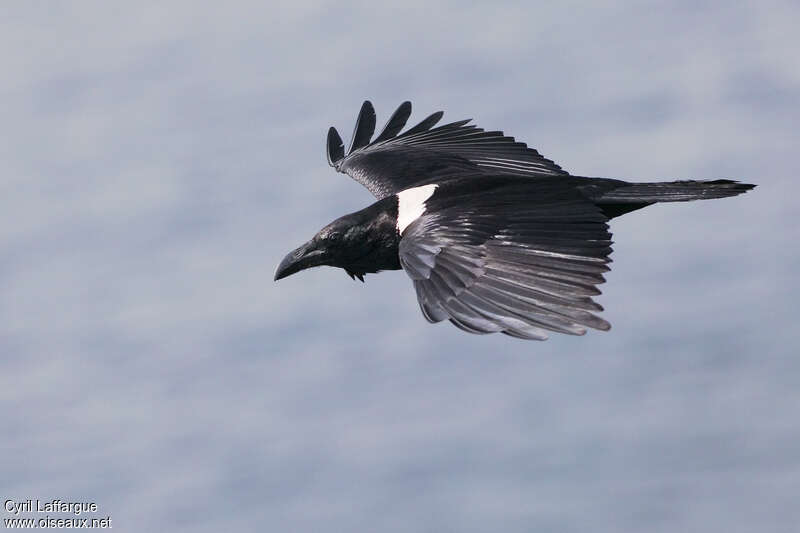 Pied Crowadult, pigmentation, Flight