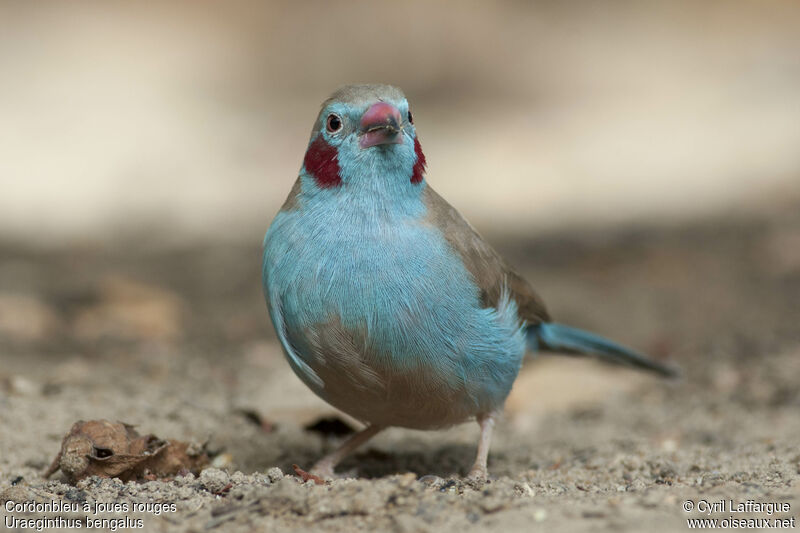 Cordonbleu à joues rouges mâle adulte, identification