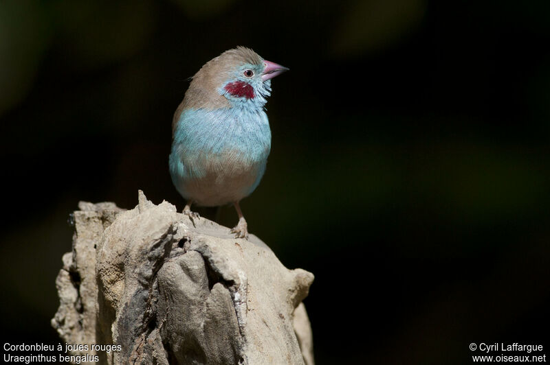 Cordonbleu à joues rouges mâle adulte, identification