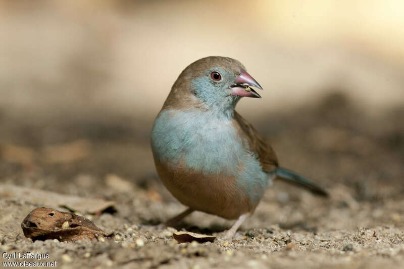 Cordonbleu à joues rouges femelle adulte, portrait