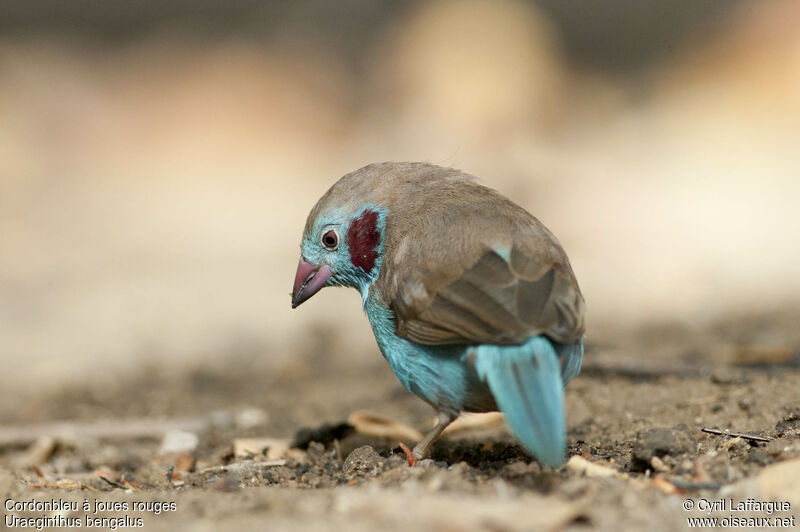 Cordonbleu à joues rouges mâle adulte, identification