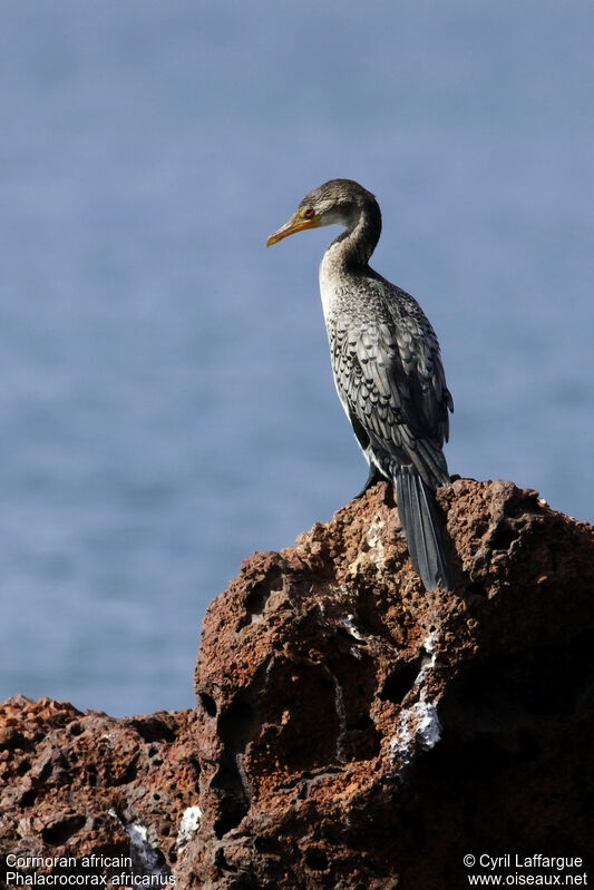 Cormoran africain