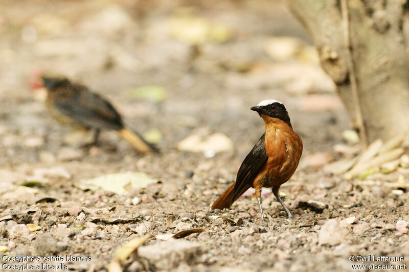 White-crowned Robin-Chat