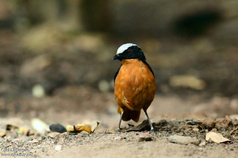 White-crowned Robin-Chatadult, close-up portrait