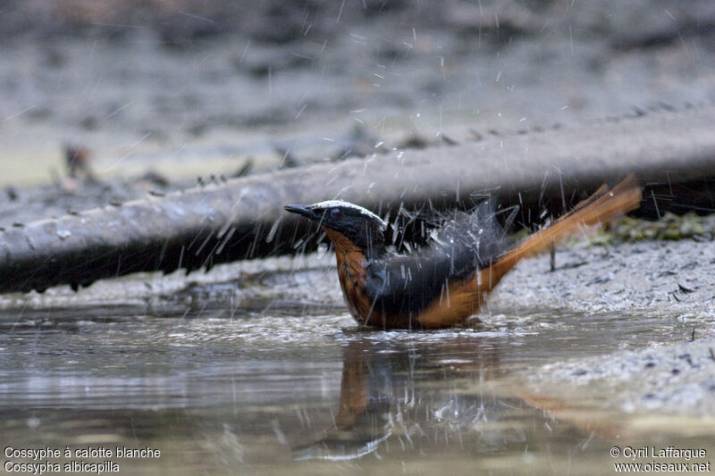 White-crowned Robin-Chat, identification