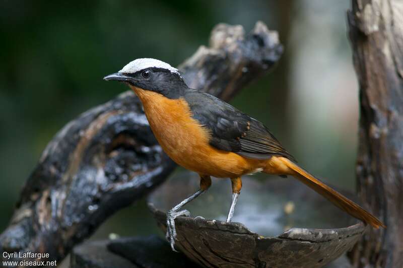 White-crowned Robin-Chatadult, identification