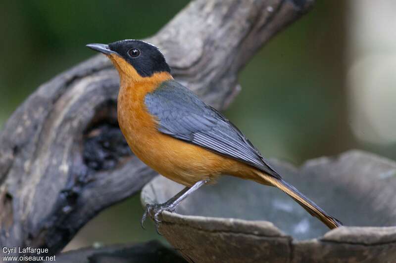 Snowy-crowned Robin-Chatadult, identification