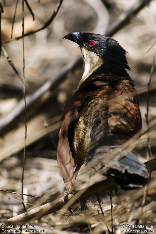 Coucal du Sénégaladulte