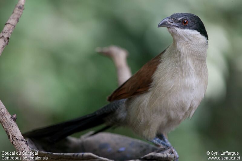 Coucal du Sénégaladulte, identification