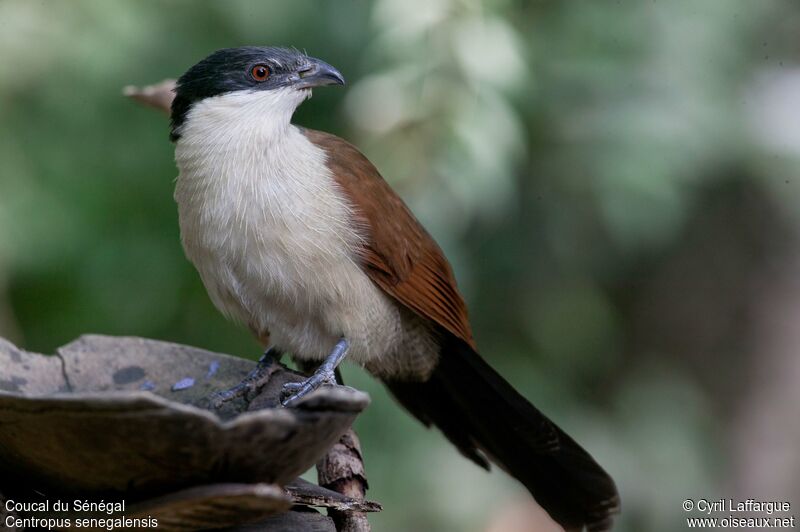 Coucal du Sénégaladulte, identification