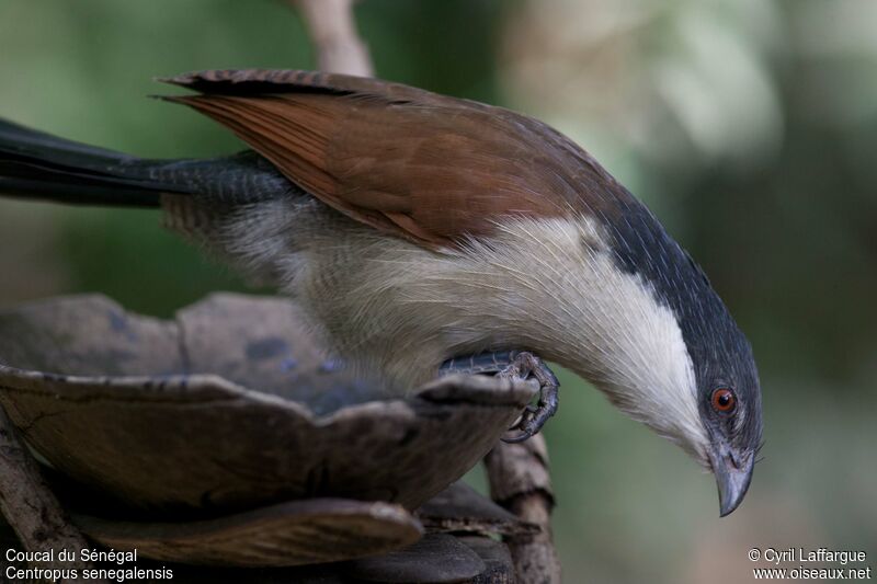 Senegal Coucaladult, identification