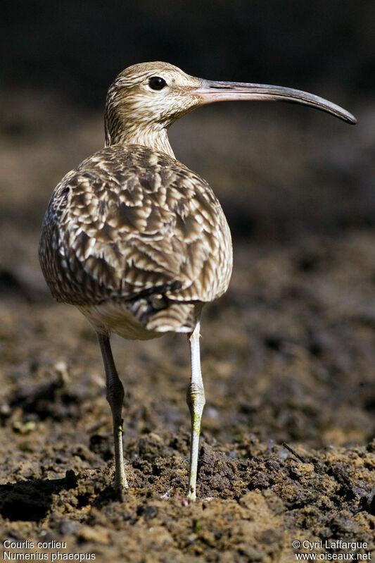 Eurasian Whimbrel