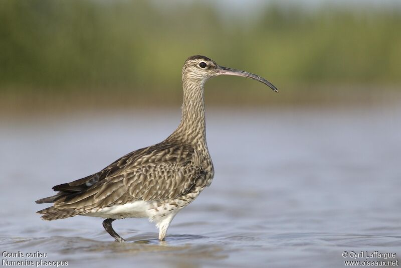 Eurasian Whimbrel, identification