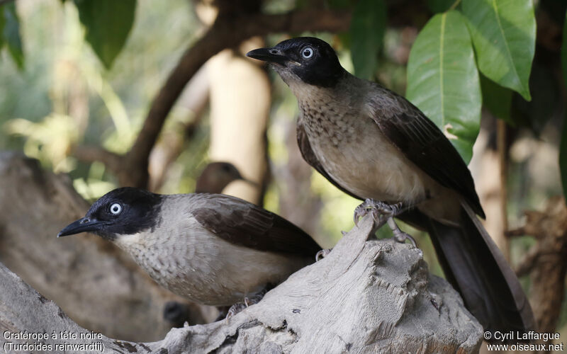 Blackcap Babbler