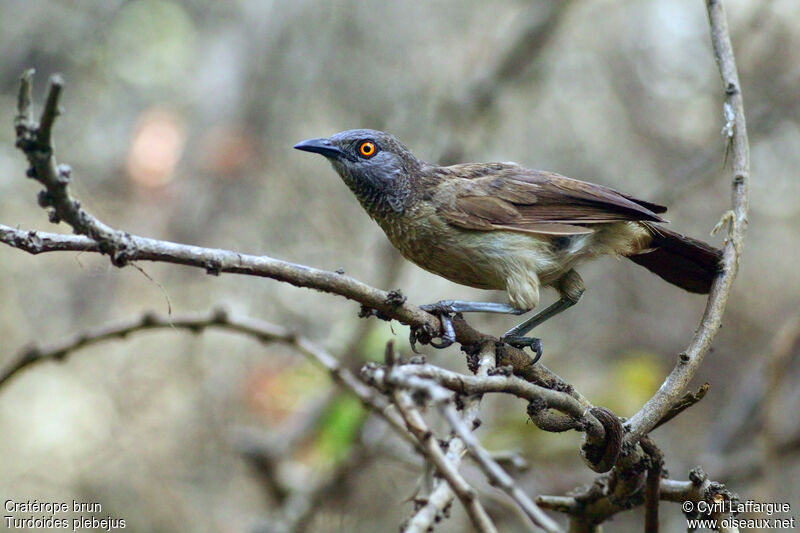 Brown Babbler